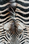 Zebra Hide